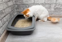 Cum sa alegi asternutul potrivit pentru pisici? 3 recomandari de care sa tii cont