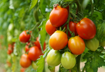 Importanța aplicării tratamentelor fitosanitare la timp: cum previi pierderi și economisești bani?